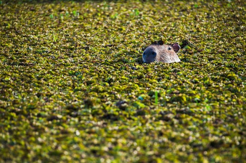 Argentina Travel Landscape Photography Capybara Hydrochoerus hydrochaeris Ibera Wetlands Esteros del Ibera a marshland area in Corrientes Province Argentina South America
