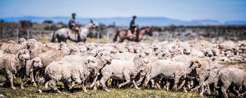 Argentina Travel Landscape Photography Gauchos riding horses to round up sheep El Chalten Patagonia Argentina South America 3
