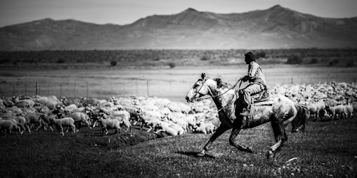 Argentina Travel Landscape Photography Gauchos riding horses to round up sheep El Chalten Patagonia Argentina South America 4