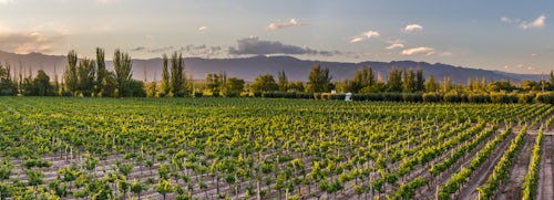 Argentina Travel Landscape Photography Grape vines in a vineyard at a Bodega winery in the Andes Mountains in the Maipu area of Mendoza Argentina South America