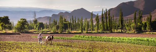 Argentina Travel Landscape Photography Pimiento farmer farming at sunrise in the Cachi Valley Calchaqui Valleys Salta Province North Argentina South America 2