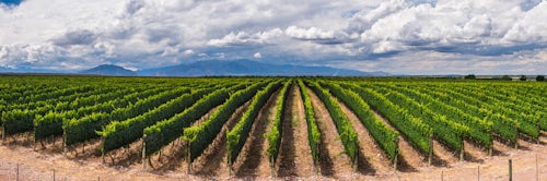 Argentina Travel Landscape Photography Vineyards in the Uco Valley Valle de Uco a wine region in Mendoza Province Argentina South America