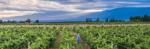 Argentina Travel Landscape Photography Woman in vineyards in Andes mountains on wine tasting vacation at a winery in Uco Valley Valle de Uco a wine region in Mendoza Province Argentina South America