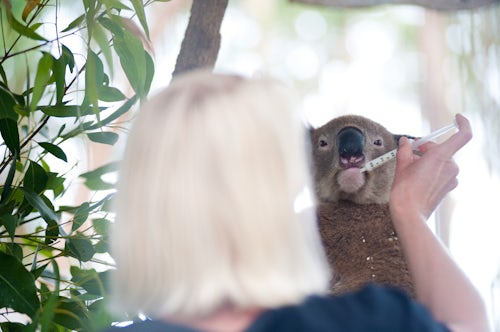 Australia Travel Photography Volunteer Feeding a Rescued Koala Bear at the Koala Bear Sanctuary Port Macquarie Gold Coast of Australia