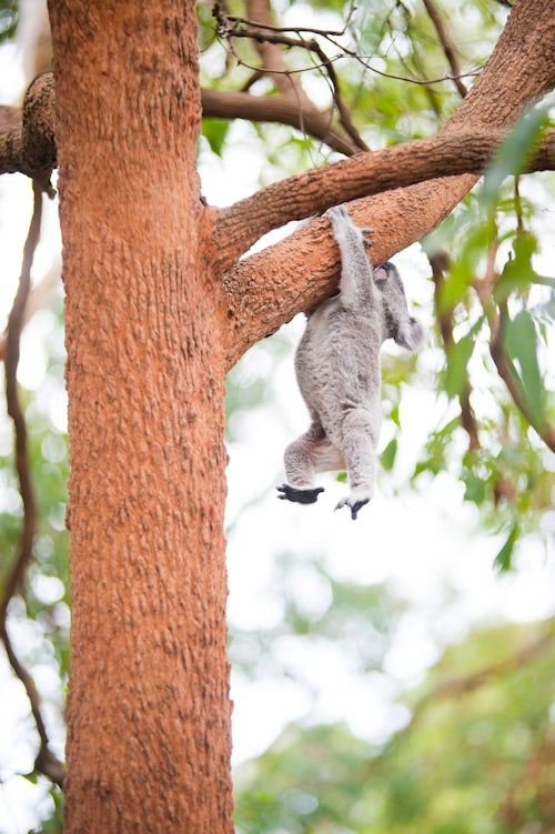 Australia Wildlife Photography Koala Bear Phascolarctos cinereus at Port Macquarie Koala Bear Hospital New South Wales East Coast Australia