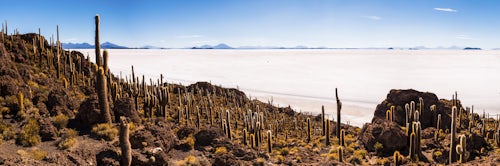 Bolivia Travel Landscape Photography Cactus and Isla Incahuasi aka Fish Island or Inka Wasi Uyuni Salt Flats Salar de Uyuni Uyuni Bolivia South America