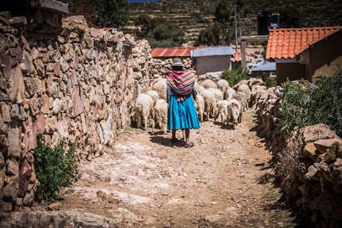 Bolivia Travel Landscape Photography Cholita herding sheep on Isla del Sol Island of the Sun Lake Titicaca Bolivia South America