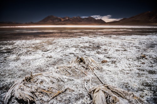 Bolivia Travel Landscape Photography Dead flamingos covered in salt at Laguna Hedionda a saline lake in the Altiplano of Bolivia South America