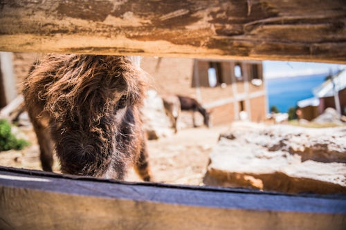Bolivia Travel Landscape Photography Donkey at Yumani Village Isla del Sol Island of the Sun Lake Titicaca Bolivia South America
