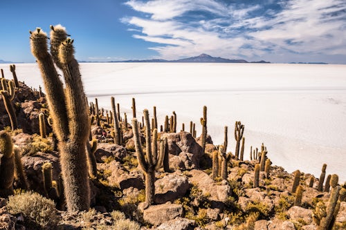 Bolivia Travel Landscape Photography Enormous cactus on Fish Island Isla Incahuasi or Inka Wasi Uyuni Salt Flats Salar de Uyuni Uyuni Bolivia South America