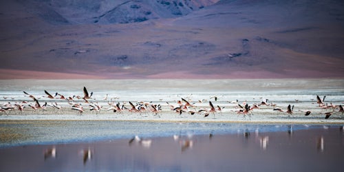 Bolivia Travel Landscape Photography Flamingos at Laguna Hedionda a salt lake area in the Altiplano of Bolivia South America