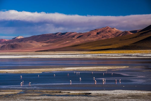 Bolivia Travel Landscape Photography Flamingos at Salar de Chalviri Altiplano of Bolivia in Eduardo Avaroa National Reserve of Andean Fauna South America