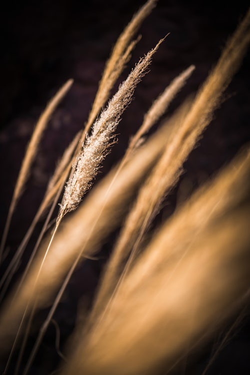 Chile Travel Landscape Photography Abstract grasses in Cactus Valley Los Cardones Ravine Atacama Desert North Chile South America