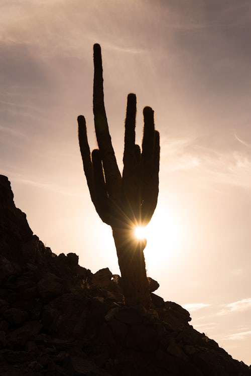 Chile Travel Landscape Photography Cactus silhouette in Cactus Valley Los Cardones Ravine Atacama Desert North Chile South America