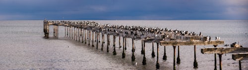 Chile Travel Landscape Photography Cormorant colony on the old pier at Punta Arenas Magallanes and Antartica Chilena Region Chilean Patagonia Chile South America 2