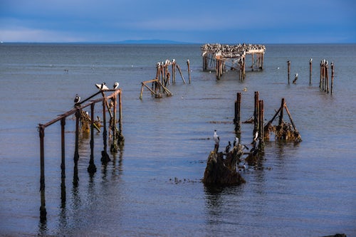Chile Travel Landscape Photography Cormorant colony on the old pier at Punta Arenas Magallanes and Antartica Chilena Region Chilean Patagonia Chile South America