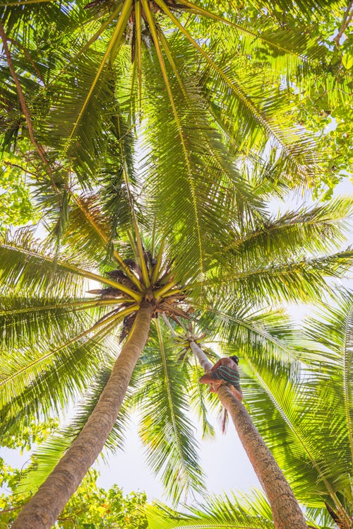 Cook Islands Landscape Travel Photography Climbing coconut palm trees Muri Lagoon Rarotonga Cook Islands