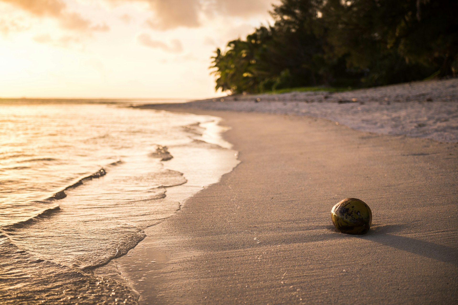 Cook Islands Landscape Travel Photography Coconut on a tropical beach at sunset Rarotonga Island Cook Islands 2