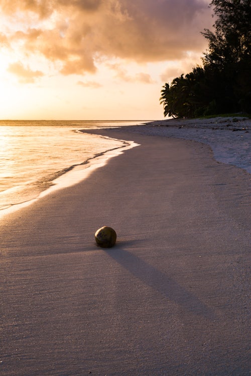 Cook Islands Landscape Travel Photography Coconut on a tropical beach at sunset Rarotonga Island Cook Islands