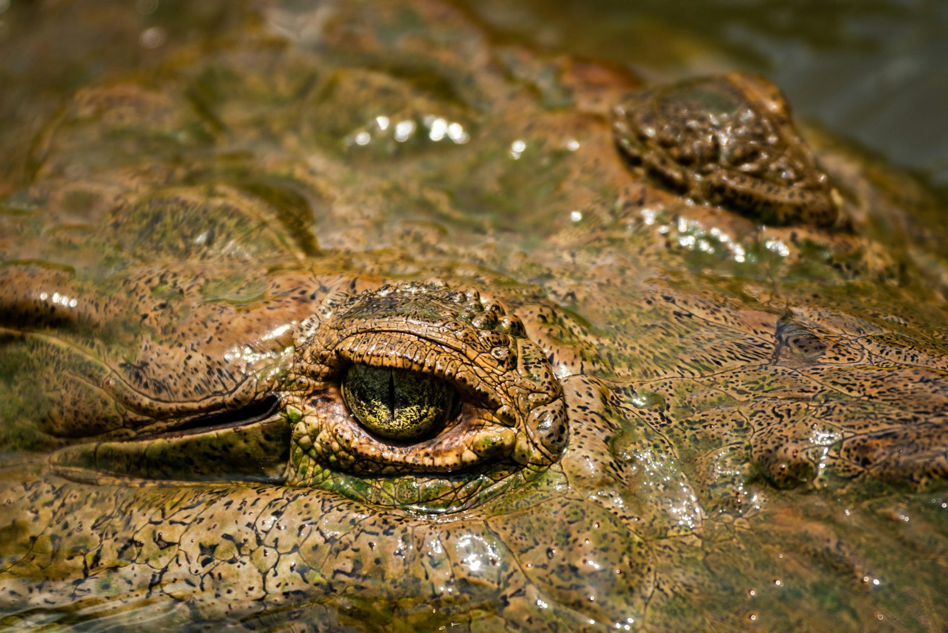 Costa Rica Wildlife Photography American Crocodile Crocodylus acutus Tarcoles River Carara National Park Puntarenas Province Costa Rica