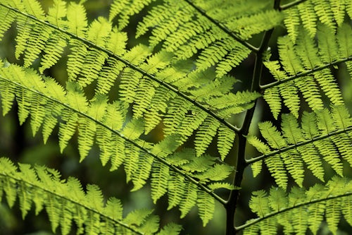 Costa Rica Travel Landscape Photography Close up detail of a fern in the rainforest in Arenal Volcano National Park Alajuela Province Costa Rica Central America