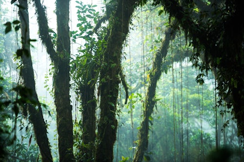 Costa Rica Travel Landscape Photography Misty Monteverde Cloud Forest Reserve Puntarenas Costa Rica Central America