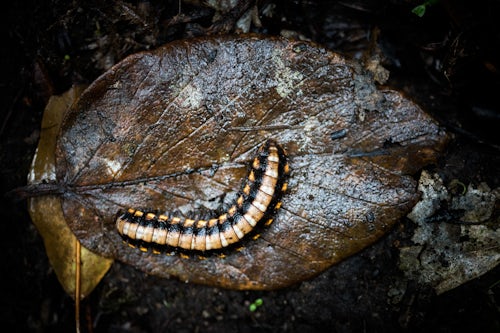 Costa Rica Wildlife Photography Centipede in Monteverde Cloud Forest Reserve Puntarenas Costa Rica Central America
