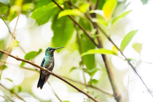 Costa Rica Wildlife Photography Hummingbird in the Monteverde Cloud Forest Puntarenas Province Costa Rica