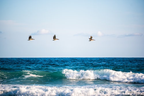 Costa Rica Wildlife Photography Pelicans flying over waves at a beach near Nosara Guanacaste Province Pacific Coast Costa Rica
