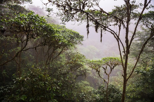 Ecuador Travel Photography Ecuador Misty morning in the Choco Rainforest an area of cloud forest in the Pichincha Province of Ecuador South America