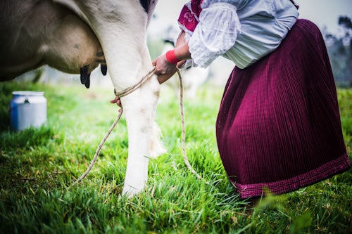 Ecuador Travel Photography Indiginous Cayambe Lady tying together her cows legs ready for milking Zuleta Farm Imbabura Ecuador South America