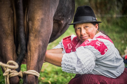 Ecuador Travel Photography Portrait of an indiginous Cayambe Lady milking her cows at Zuleta Farm Imbabura Ecuador South America