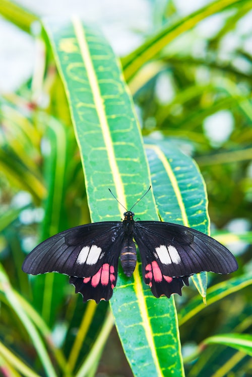 Ecuador Wildlife Photography Butteryfly in Amazon Rainforest Coca Ecuador South America