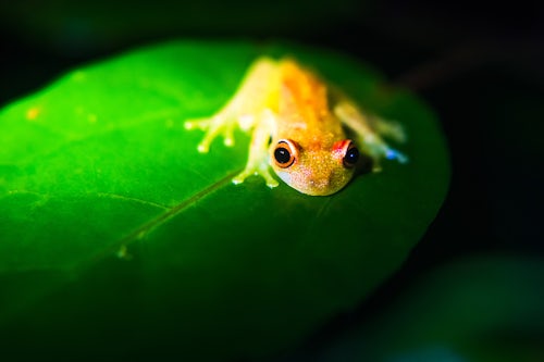 Ecuador Wildlife Photography Frog in the Amazon Rainforest at night Sacha Lodge Coca Ecuador South America