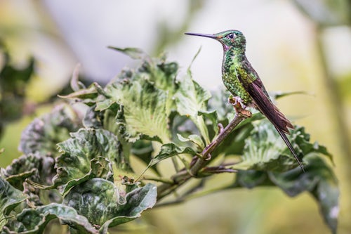 Ecuador Wildlife Photography Hummingbird at Mashpi Lodge Choco Cloud Forest Ecuador South America
