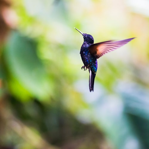 Ecuador Wildlife Photography Hummingbird hovering at Mashpi Lodge Choco Cloud Forest Ecuador South America