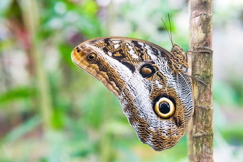 Ecuador Wildlife Photography Owl Butteryfly Caligo eurilochus in Amazon Rainforest Coca Ecuador South America