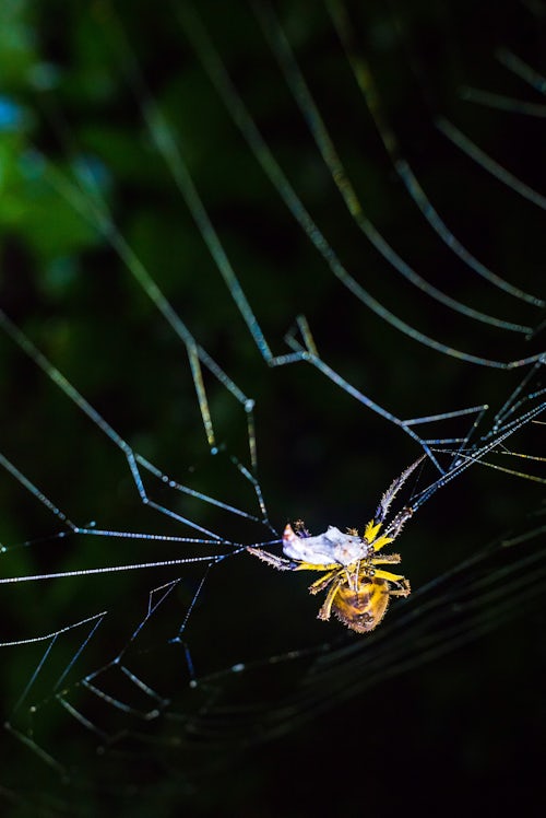 Ecuador Wildlife Photography Spider in the Amazon Rainforest at night Sacha Lodge Coca Ecuador South America