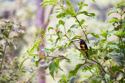 Ecuador Wildlife Photography Toucan in the Choco Rainforest Ecuador This area of jungle is the Mashpi Cloud Forest in the Pichincha Province of Ecuador South America