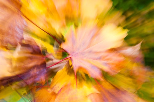 England Landscape Photography Photographer Autumn leaves abstract Surrey England United Kingdom Europe
