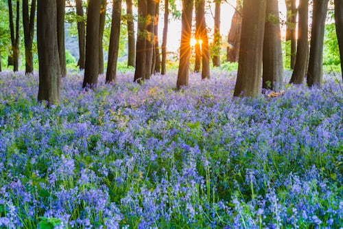 England Landscape Photography Photographer Bluebell woods in Spring Oxford Oxfordshire England United Kingdom Europe 2