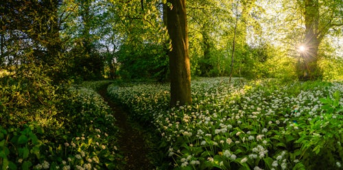 England Landscape Photography Photographer Flowers in a woods near Oxford Oxfordshire England United Kingdom Europe