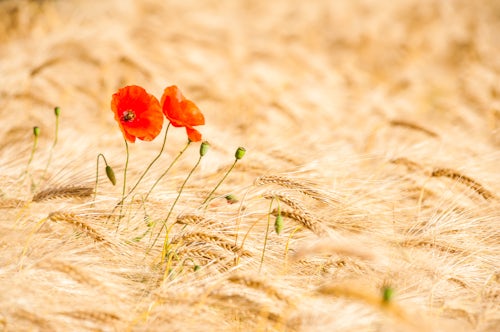 England Landscape Photography Photographer Poppies in a wheat field in Northumberland National Park near Hexham England United Kingdom Europe