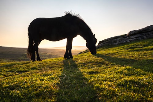 England Travel Photography Pony in Dartmoor National Park Devon England United Kingdom Europe