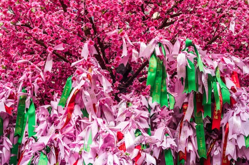 Hong Kong Travel Photography Prayers on cherry blossom Man Mo Temple Sheung Wan Hong Kong Island Hong Kong China