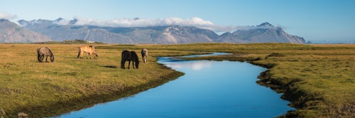 Iceland Landscape Photography Icelandic horses with Vestrahorn behind Iceland
