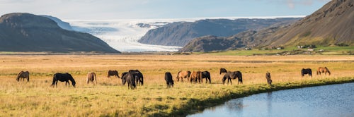 Iceland Travel Photography Icelandic horses with a glacier running down from the Vatnajokull Ice Cap behind Iceland