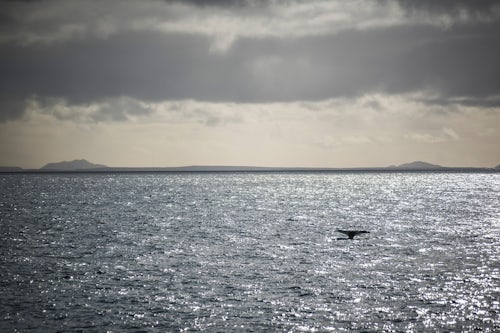 Iceland Wildlife Photography Fluke of a whale at sunset Reykjavik Iceland Europe