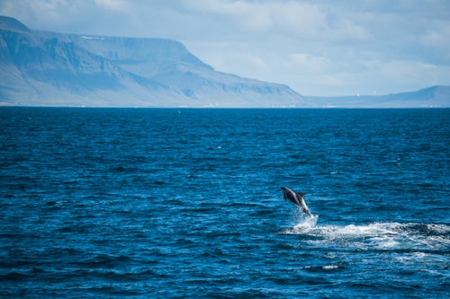 Iceland Wildlife Photography White beaked dolphin Lagenorhynchus albirostris jumping out of the water Reykjavik Iceland Europe background with copy space