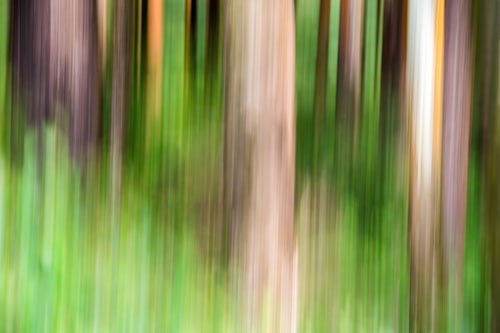 India Landscape Photography Forest abstract in Munnar Western Ghats Mountains Kerala India